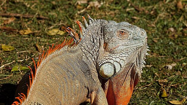 Leguan, Symbolbild