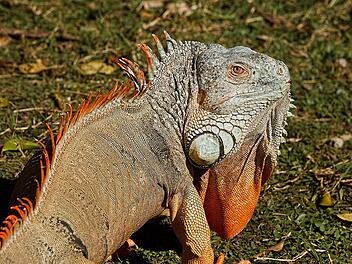 Leguan, Symbolbild