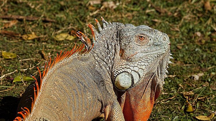 Leguan, Symbolbild