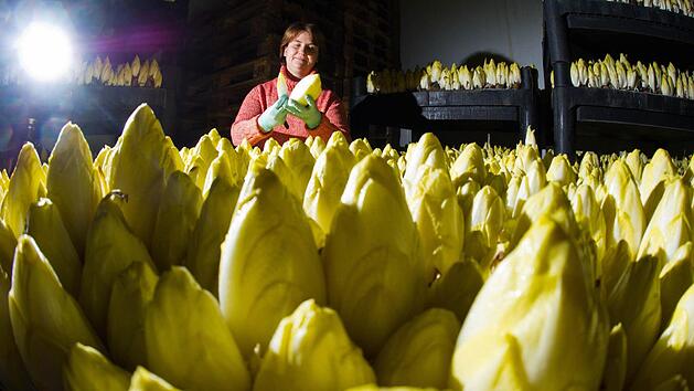 Chicoree kann man auch jetzt noch frisch ernten. Foto: dpa