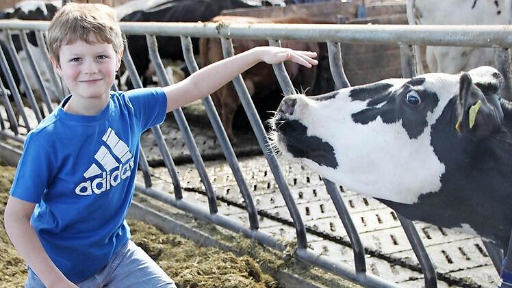 Moritz Ritter macht es seinen Mitschülern vor und geht auf Tuchfühlung mit den Kühen. Fotos: Sebastian Vogt