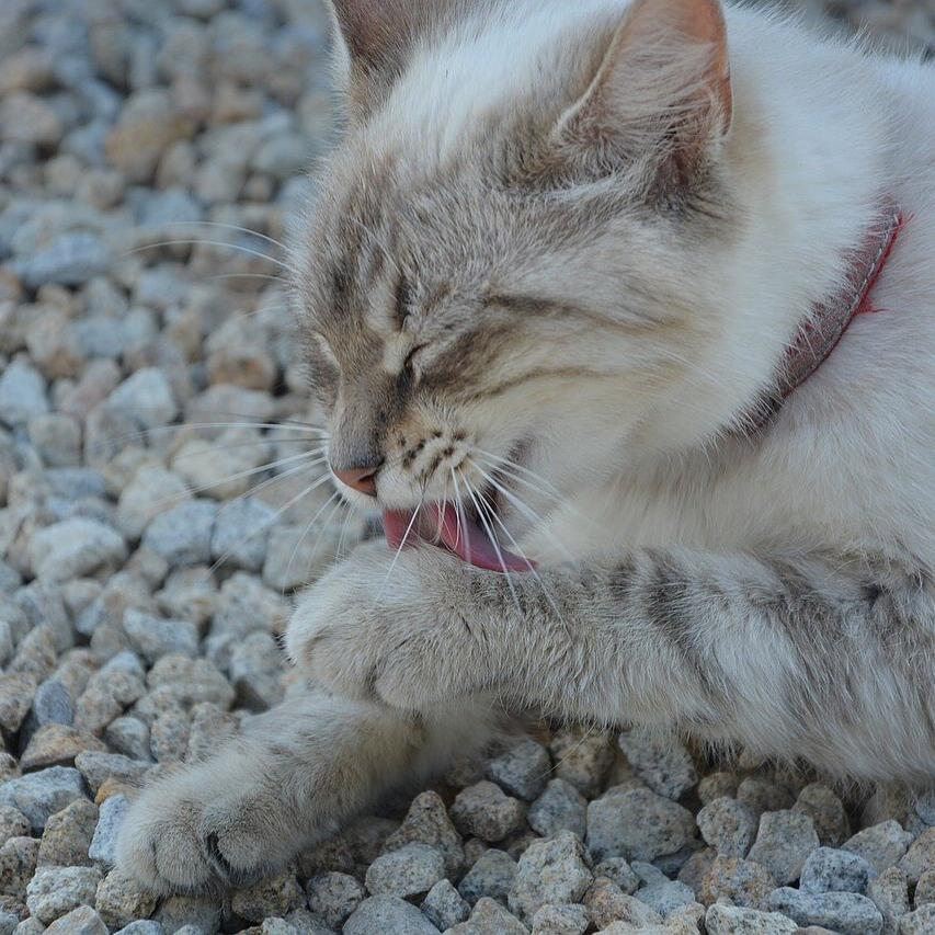 Katzenstreu bei ko-Test: So schneiden die Produkte von Lidl, dm und Co. ab