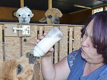 Sonja Wehner ist gerade dabei, Jungtier Jada zu füttern, was zwei ältere Alpakas neugierig verfolgen. Die Begeisterung für die Tiere wurde bei einem Urlaub am Bodensee entfacht. Fotos: Kathrin Kupka-Hahn