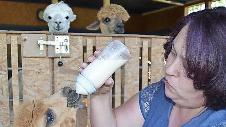 Sonja Wehner ist gerade dabei, Jungtier Jada zu füttern, was zwei ältere Alpakas neugierig verfolgen. Die Begeisterung für die Tiere wurde bei einem Urlaub am Bodensee entfacht. Fotos: Kathrin Kupka-Hahn