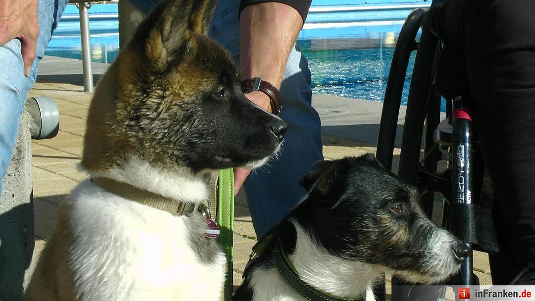 Hundebadetag im Freibad Eltmann