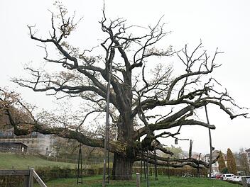 Vor sich hinsiechendes Naturdenkmal: die König-Ludwig-I.-Eiche im Staatsbad Brückenau. Steffen Standke