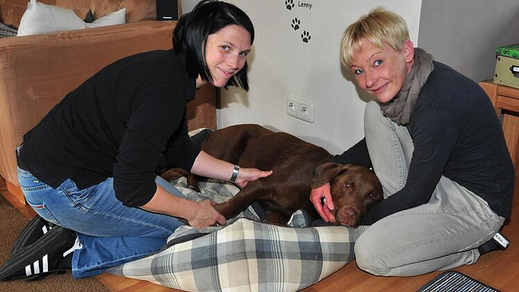 Fast schon genüsslich lässt der Labradorrüde Lenny die Massagen der Hundephysiotherapeutin Tatjana Geier (links) über sich ergehen. Das Tier von Monika Wehnert (rechts) kann nach einer vollständigen Lähmung im hinteren Bereich dank der Physiotherapie wieder laufen.  Fotos: Ulrike Langer