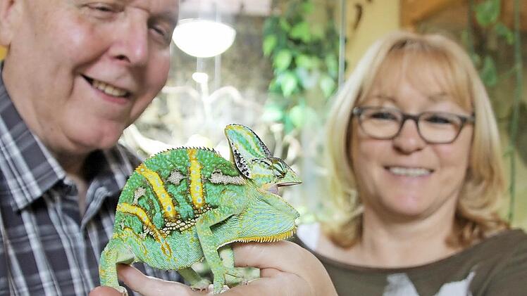 So ein Großmaul: Walter Bernt und Annette Nemeth müssen über "Zwerg" schmunzeln, denn das Chamäleon reißt beim Fototermin den Mund ganz schön weit auf.  Foto: Diana Fuchs