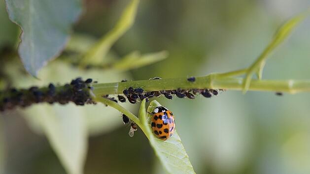 Nützlinge, wie der Marienkäfer, sind gern im Garten gesehen.
