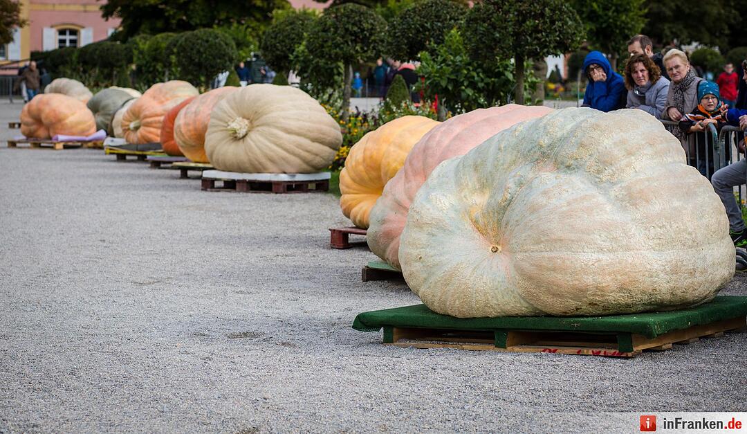 Europameisterschaft im Kürbiswiegen