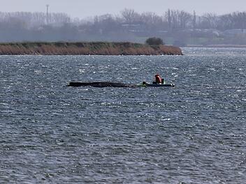 Buckelwal liegt weiter in Wismarbucht