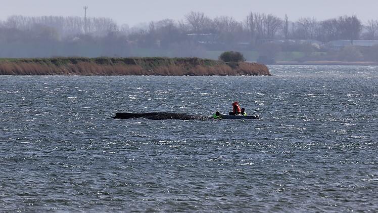 Buckelwal liegt weiter in Wismarbucht