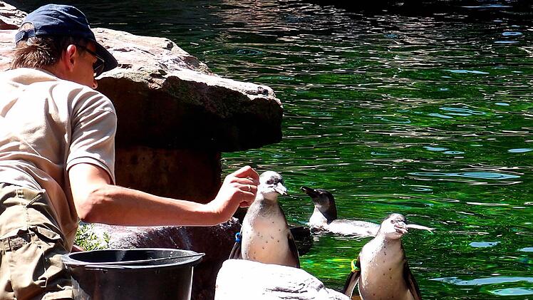 Das Foto zeigt zwei der Pinguin-Jungvögel im Aquapark im Tiergarten Nürnberg mit Tierpfleger Thorsten Krist. Der kleine Pinguin Gustav ist rechts mit einem blauen Ring markiert, der Pinguin Paula ist rechts gelb-grün markiert. Foto: Tiergarten Nürnberg