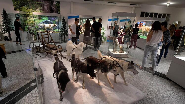 Im Naturkundemuseum. Foto: Ronald Rinklef