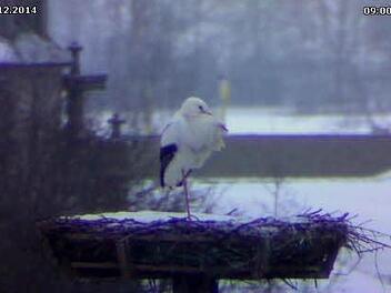 Der Storch steht im verschneiten Nest. Foto: Webcam/ Christian Fenn