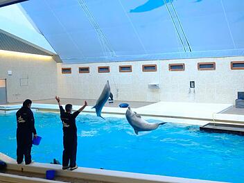 Über eine Million Besucher haben im Jahr 2016 den Tiergarten Nürnberg besucht. Trotz aller Kritik hält man dort auch an der Delfinhaltung fest. Foto: Nikolas Pelke