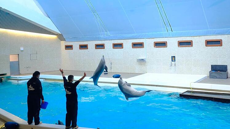 Über eine Million Besucher haben im Jahr 2016 den Tiergarten Nürnberg besucht. Trotz aller Kritik hält man dort auch an der Delfinhaltung fest. Foto: Nikolas Pelke