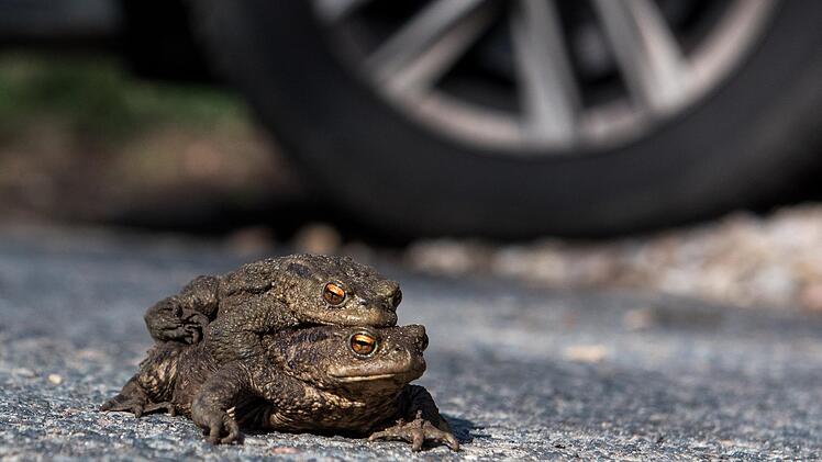Auf ihrer Wanderung sind Erdkröten besonders gefährdet. Auch im Landkreis bereitet sich der Bund Naturschutz auf dieses Ereignis vor, um möglichst viele Tiere vor dem sicheren Verkehrstod zu retten. Foto: Daniel Bockwoldt/dpa