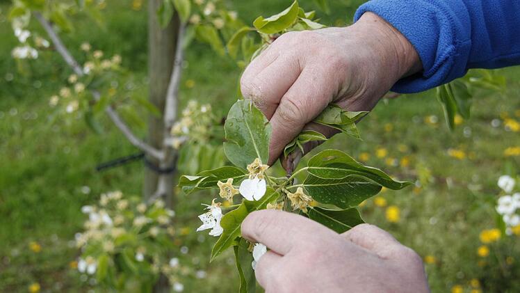 Die Blütenpracht wurde vor wenigen Minuten vom Hagel getroffen.