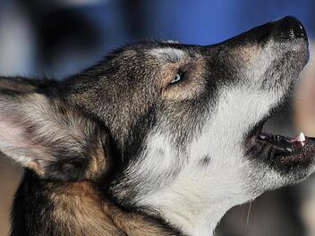 Ein Wohnmobil &uuml;berschl&auml;gt sich am Samstag auf der A3, ein Hund flieht aus den Tr&uuml;mmern. Die Polizei bittet darum, die Augen nach ihm offen zu halten.  Symbolbild: Hendrik Schmidt/dpa