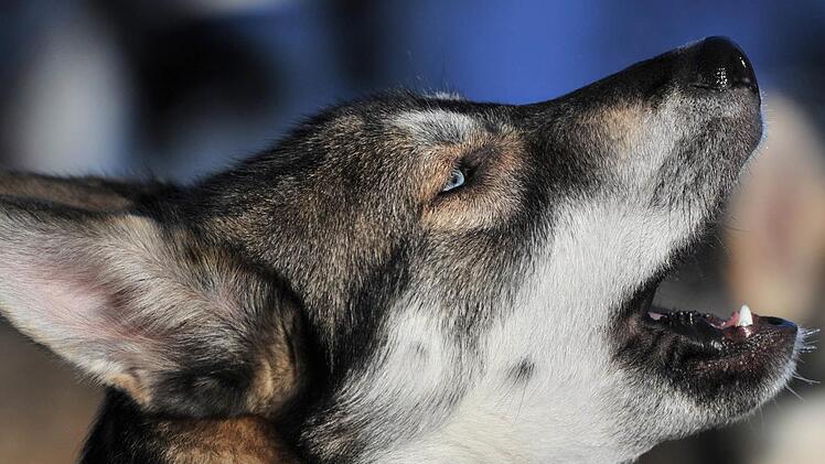 Ein Wohnmobil &uuml;berschl&auml;gt sich am Samstag auf der A3, ein Hund flieht aus den Tr&uuml;mmern. Die Polizei bittet darum, die Augen nach ihm offen zu halten.  Symbolbild: Hendrik Schmidt/dpa