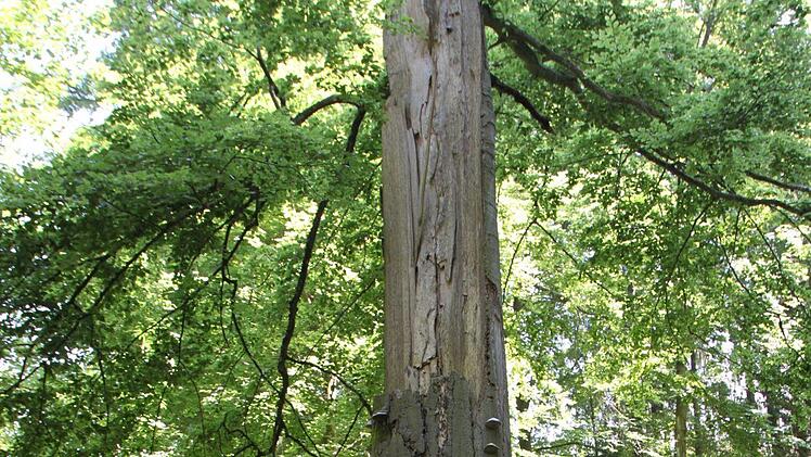 Diese Buche hat sowohl Totholzanteile als auch lebendige Äste. Foto: Ulrike Müller