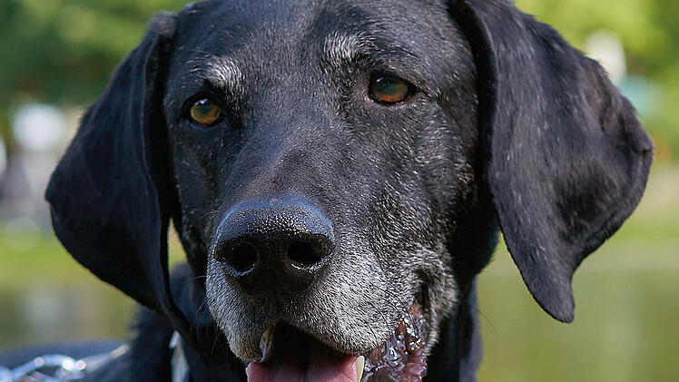 Tierhilfe Franken schildert "trauriges Schicksal": Hund Walter harrt tagelang neben totem Herrchen aus