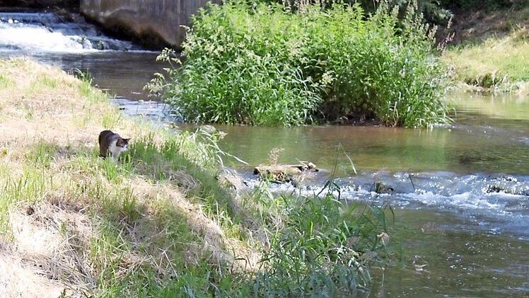 Vier Wochen nach dem Spritzmittelunfall hält eine Katze am Leitenbach in Gundelsheim Ausschau. Fotos: hak