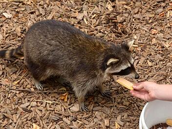Ausgehungert und durstig war Waschbär "Walter", als er im Klaushof abgegeben wurde. Inzwischen fühlt er sich dort wohl.  Fotos: Peter Rauch