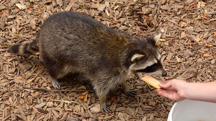 Ausgehungert und durstig war Waschbär "Walter", als er im Klaushof abgegeben wurde. Inzwischen fühlt er sich dort wohl.  Fotos: Peter Rauch
