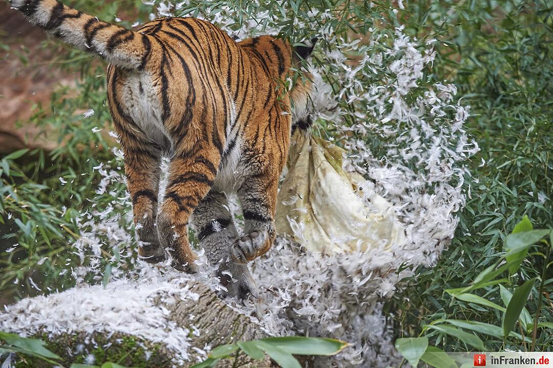 Kissenschlacht im Nuernberger Tiergarten