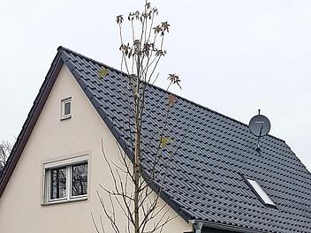 Bürgermeister Jürgen Gäbelein (links) und Dirk Weber von der Fielmann AG an einem neu gepflanzten Baum in der Dorfstraße.  Foto: che