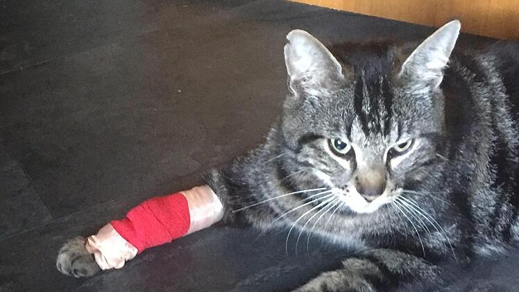 Sogar Hauskatze Maxi hatte Probleme mit dem Fuchs: Sie wurde an der Pfote verletzt, musste beim Tierarzt behandelt werden. Foto: Sonny Adam