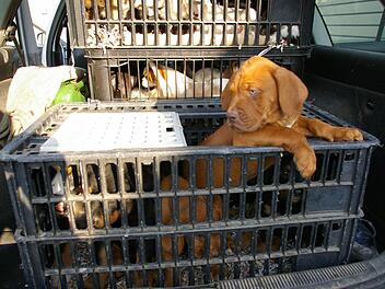 Die Verkehrspolizei Schweinfurt-Werneck  hat auf der A70 ein Auto aus dem Verkehr gezogen, dessen Fahrer insgesamt 78 Hundewelpen verschiedener Rassen im Kofferraum hatte. Diese Hunde fand die Polizei bei einer Kontrolle auf der Autobahn. Sie waren in Boxen in einem Kofferraum eingesperrt. Symbolfoto: Polizeipr&auml;sidium Unterfranken