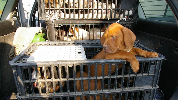 Die Verkehrspolizei Schweinfurt-Werneck  hat auf der A70 ein Auto aus dem Verkehr gezogen, dessen Fahrer insgesamt 78 Hundewelpen verschiedener Rassen im Kofferraum hatte. Diese Hunde fand die Polizei bei einer Kontrolle auf der Autobahn. Sie waren in Boxen in einem Kofferraum eingesperrt. Symbolfoto: Polizeipr&auml;sidium Unterfranken