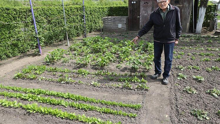 Die Erdbeeren bekommen demnächst eine Unterlage aus Heu, damit die Früchte nicht faulen. Foto: Barbara Herbst