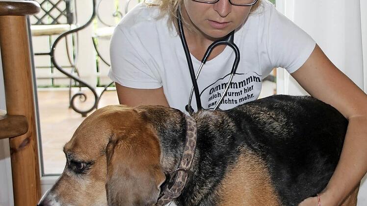 Beagle Jacky lässt die Untersuchung über sich ergehen.