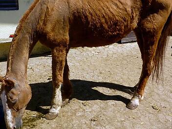 Im Sommer bestand Julchen quasi nur noch aus Haut und Knochen. Der Tierhalter hatte sich nicht gut um seine Tiere gek&uuml;mmert.