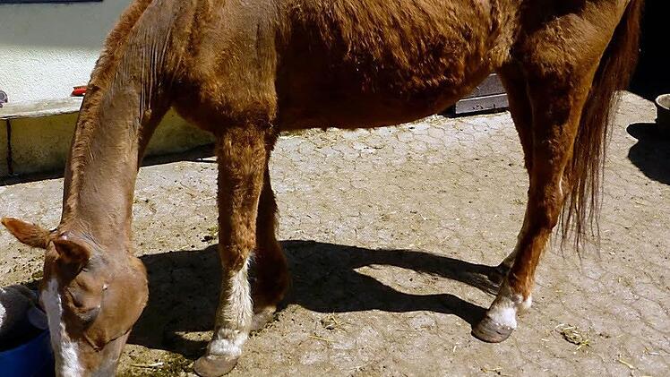 Im Sommer bestand Julchen quasi nur noch aus Haut und Knochen. Der Tierhalter hatte sich nicht gut um seine Tiere gek&uuml;mmert.