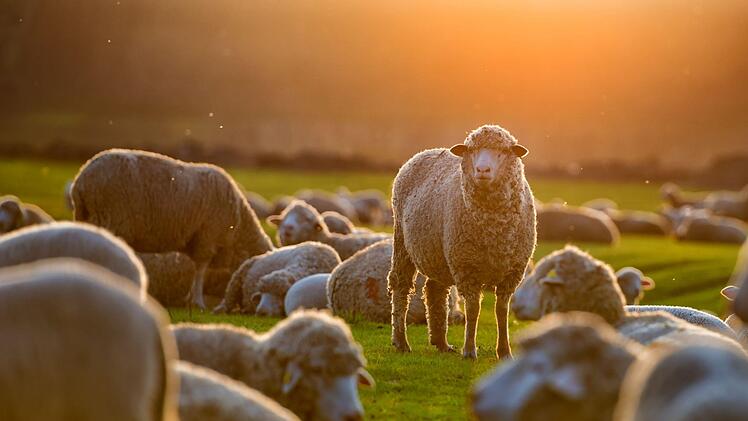 Die Antragsteller wollen bei ihrer geplanten Agrovoltaikanlage die Stromerzeugung mit der Haltung und Nutzung von Schafen verbinden. Symbolfoto: tutye/Adobe Stock