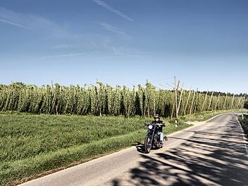 In Lilling bei Gräfenberg schlängeln sich die neuen wilden Hopfensorten von Franz Friedrich in den Himmel. Fotos: Nikolas Pelke