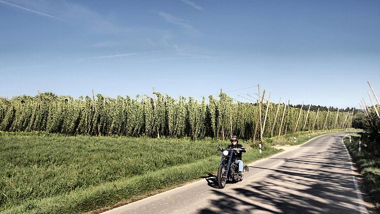 In Lilling bei Gräfenberg schlängeln sich die neuen wilden Hopfensorten von Franz Friedrich in den Himmel. Fotos: Nikolas Pelke