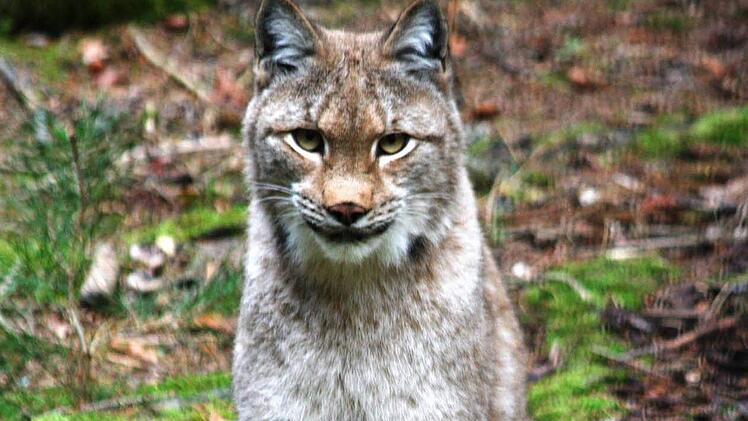 Ein stolzer Luchs. Foto: Franz Galster