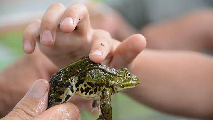Einen Frosch vorsichtig zu berühren. Foto: Elisabeth Assmann