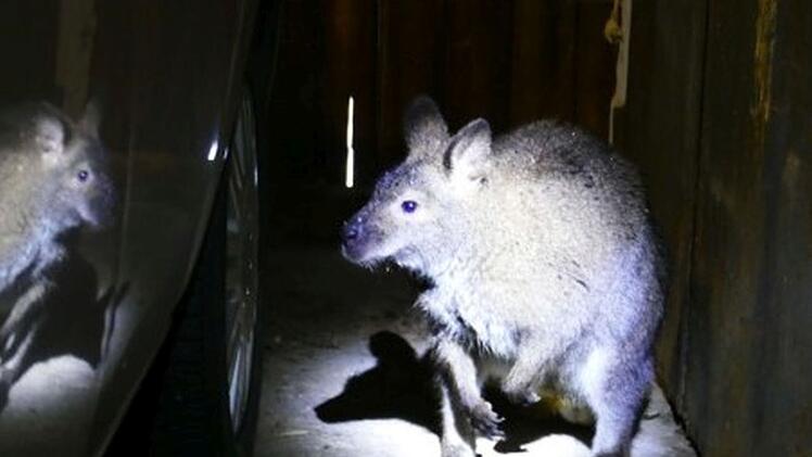 Besonderer Fund im Kreis Ansbach: Landwirt f&auml;ngt K&auml;nguru ein und alarmiert Polizei - "kein Aprilscherz"