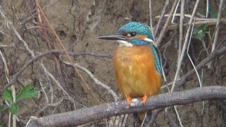 Landkreis Lichtenfels: "Welttag der Feuchtgebiete" 2023 - hier sind diese &Ouml;kosysteme zu finden