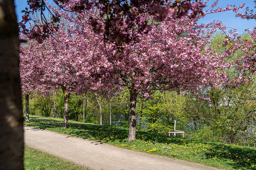 Wundersch&ouml;ne Naturfotos aus Bamberg.