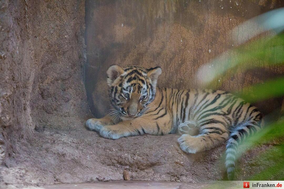 Tigergarten Nürnberg: Nachwuchs bei den Sibirischen Tigern