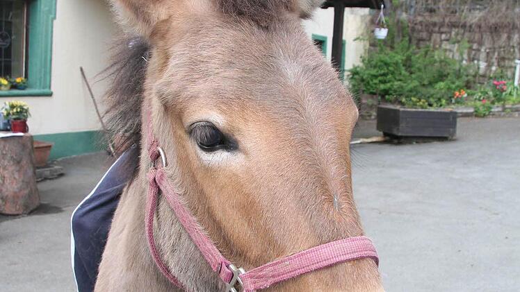 Bloß nicht unterwegs grasen lassen, denn Mulis sind manchmal gefräßig, amüsiert sich Klein-Leon