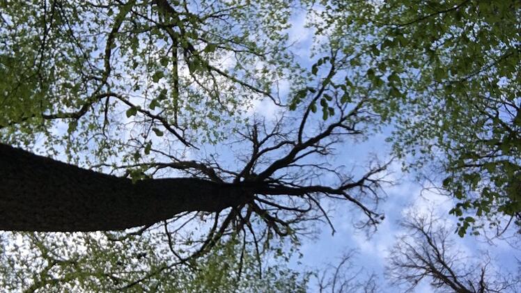 Bei der Entspannung sieht man den Wald mit ganz anderen Augen. Foto: Iris Zehe